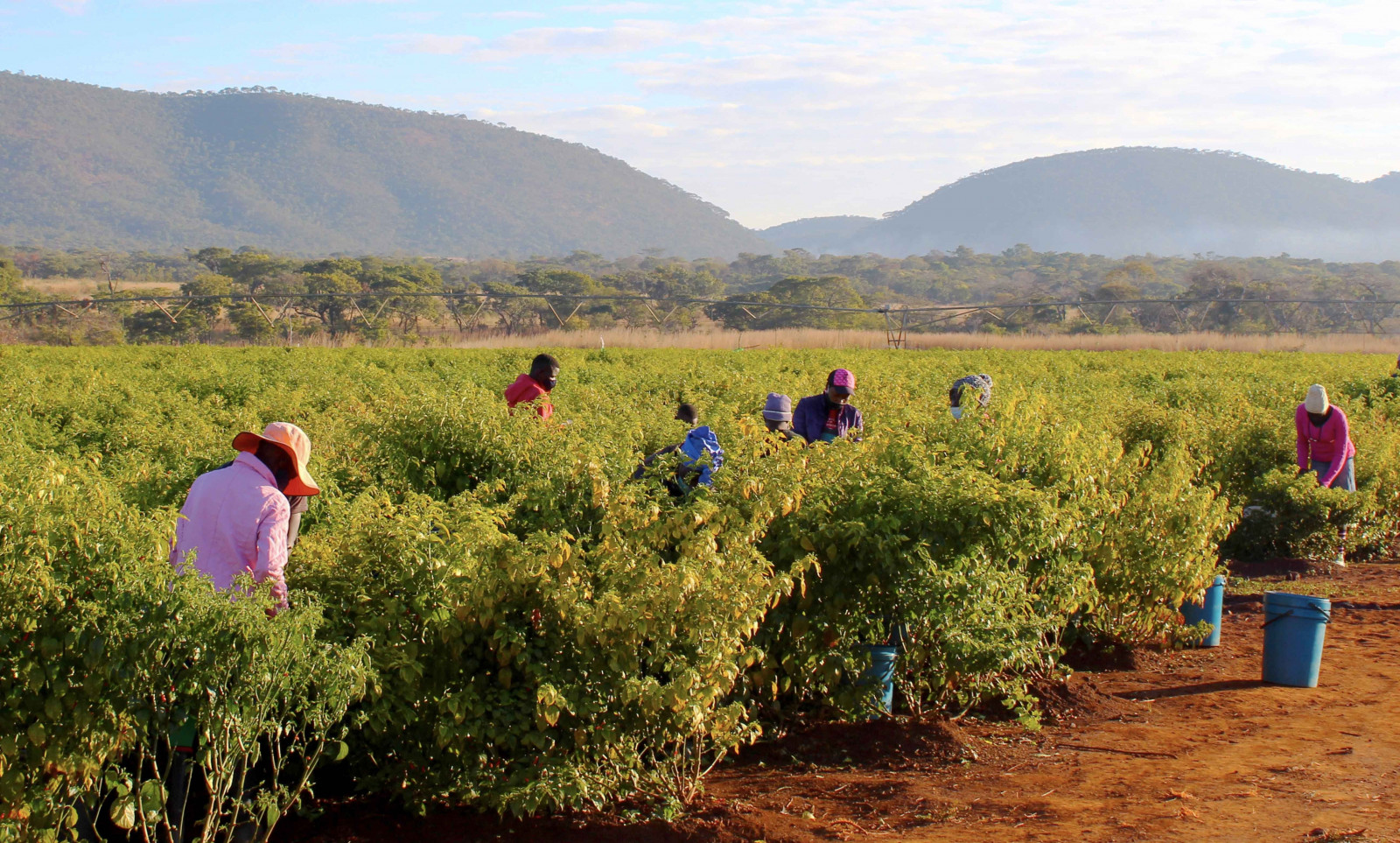 Too cool for the office: Meet the young, hip, successful farmers of Zimbabwe