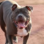 South Africa: We Can’t Handle Flood of Surrendered Pit Bulls