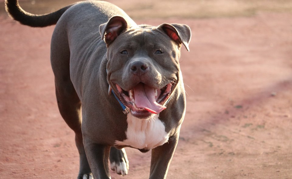 South Africa: We Can’t Handle Flood of Surrendered Pit Bulls