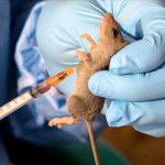 NMA worried over spread of Lassa fever among health workers