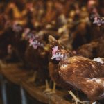 Salmonella found in eight poultry flocks