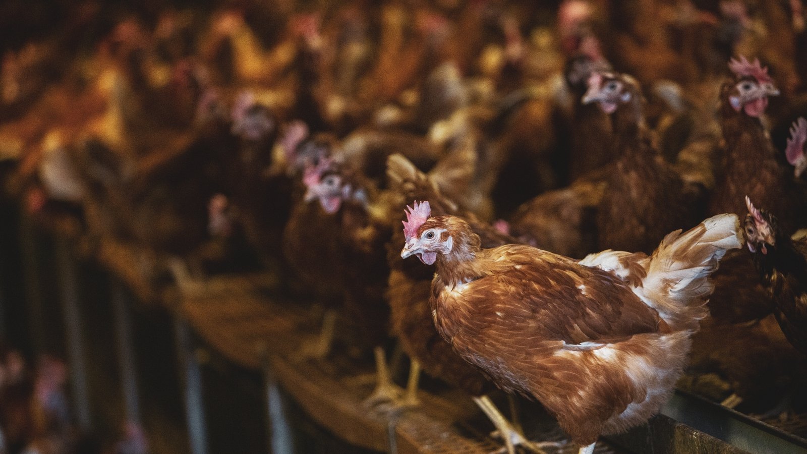 Salmonella found in eight poultry flocks