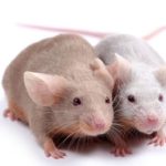 Rejuvenate Bio Reprogrammed Genes to Double Remaining Life of Old Mice