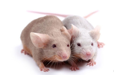 Rejuvenate Bio Reprogrammed Genes to Double Remaining Life of Old Mice