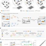 scChIX-seq infers dynamic relationships between histone modifications in single cells