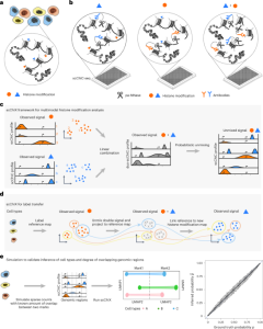 scChIX-seq infers dynamic relationships between histone modifications in single cells