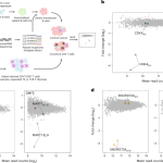 Identification of patient-specific CD4+ and CD8+ T cell neoantigens through HLA-unbiased genetic screens