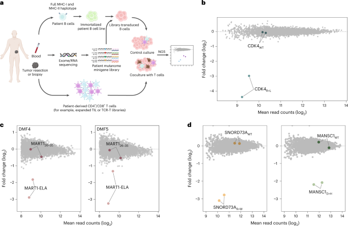 Identification of patient-specific CD4+ and CD8+ T cell neoantigens through HLA-unbiased genetic screens