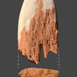 13,900-Year-Old Projectile Point Found in Washington