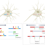 Writing cellular history in protein chains