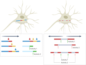 Writing cellular history in protein chains