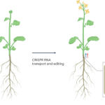 CRISPR-edited plants by grafting