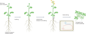 CRISPR-edited plants by grafting