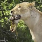 Watch Rare Video Of Lion Giving Birth In Wild Because Nature Is Breathtaking