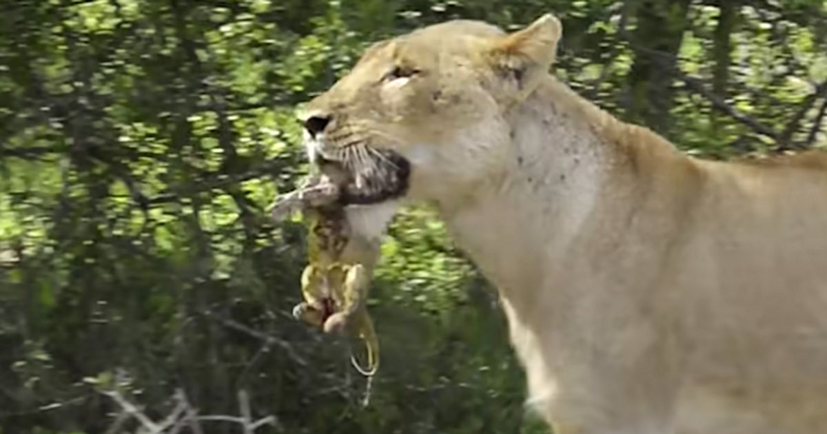 Watch Rare Video Of Lion Giving Birth In Wild Because Nature Is Breathtaking