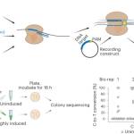 Single-cell recording of cellular RNAs in bacteria