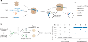 Single-cell recording of cellular RNAs in bacteria