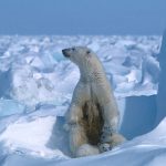 Polar bear in fatal Alaska attack was in poor health