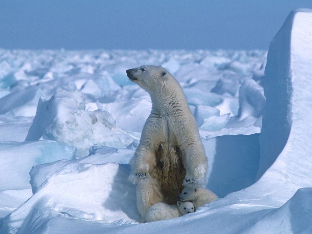 Polar bear in fatal Alaska attack was in poor health