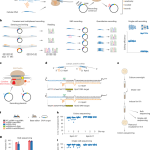 RNA recording in single bacterial cells using reprogrammed tracrRNAs