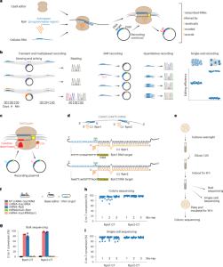 RNA recording in single bacterial cells using reprogrammed tracrRNAs