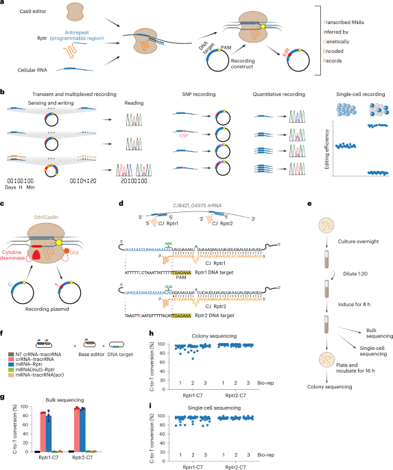 RNA recording in single bacterial cells using reprogrammed tracrRNAs