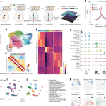 Solid-phase capture and profiling of open chromatin by spatial ATAC