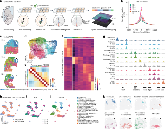 Solid-phase capture and profiling of open chromatin by spatial ATAC