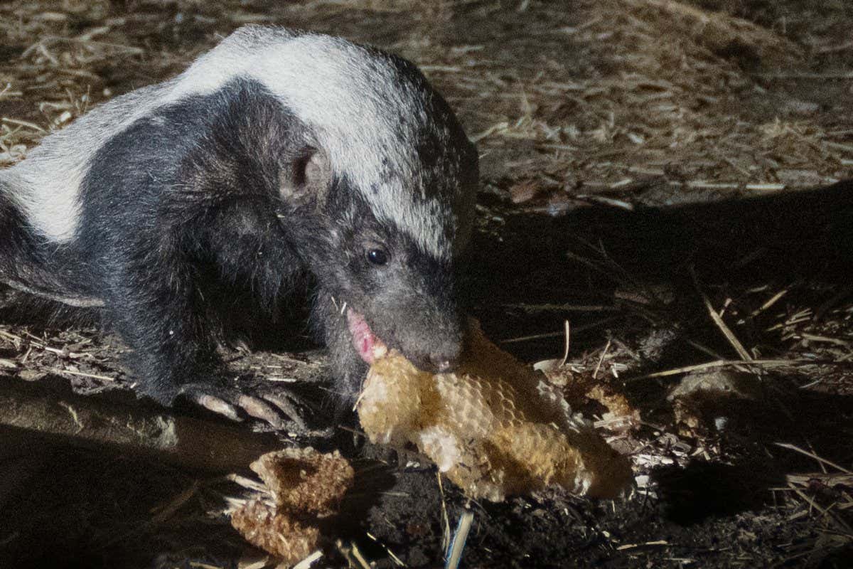 A surprising number of African animals eat beeswax