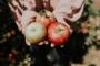 Fresh produce initiative ensures Taranaki tamariki a healthy start to school year