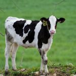 U.S. agriculture trade chief demands Canada broaden dairy quota access