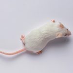 This biotech startup says mice live longer after genetic reprogramming