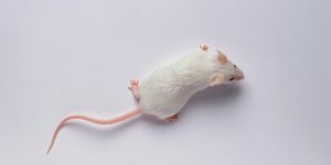 This biotech startup says mice live longer after genetic reprogramming