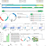 Programmable A-to-Y base editing by fusing an adenine base editor with an N-methylpurine DNA glycosylase