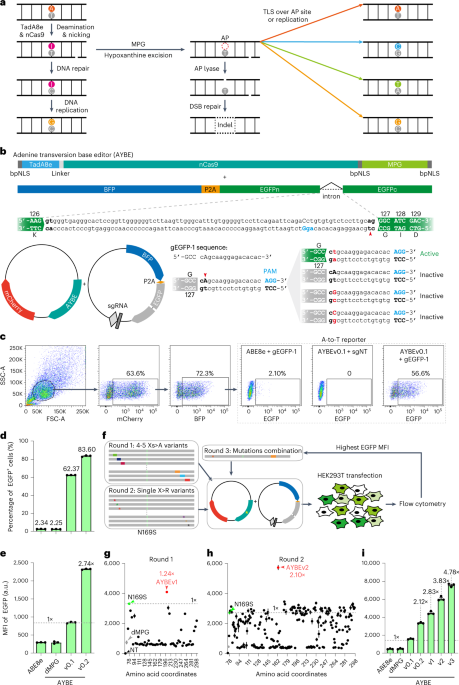 Programmable A-to-Y base editing by fusing an adenine base editor with an N-methylpurine DNA glycosylase