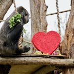 Gorilla trio celebrate first Valentine’s Day together at London Zoo