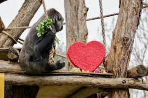 Gorilla trio celebrate first Valentine’s Day together at London Zoo