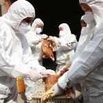 Bird flu isn’t a direct threat to humans yet, experts say, but they’re keeping a close eye on the virus