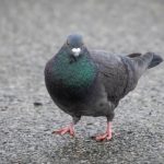 Pigeon wearing crystal meth ‘like a backpack’ caught inside B.C. prison yard