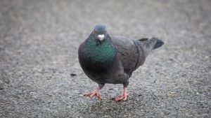 Pigeon wearing crystal meth ‘like a backpack’ caught inside B.C. prison yard