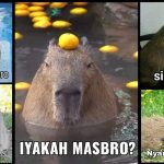 Why are capybaras now known as masbro in Indonesia? | Meme Explainer