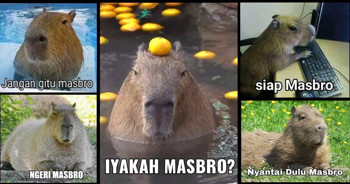 Why are capybaras now known as masbro in Indonesia? | Meme Explainer