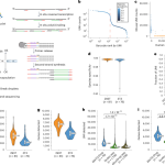 Droplet-based transcriptome profiling of individual synapses