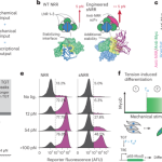 Tension-tuned receptors for synthetic mechanotransduction and intercellular force detection