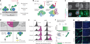 Tension-tuned receptors for synthetic mechanotransduction and intercellular force detection