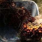 Malaysian urges palm oil producers to boost cooperation after EU …