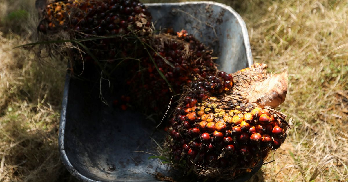 Malaysian urges palm oil producers to boost cooperation after EU …