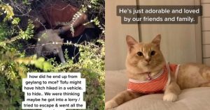 ‘How did it end up from Geylang to MCE?’ Family finds missing pet cat with help of AirTag