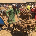 Nigeria is leading producer of yam but export less