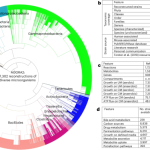 Genome-scale metabolic reconstruction of 7,302 human microorganisms for personalized medicine